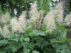 Plymspirea
